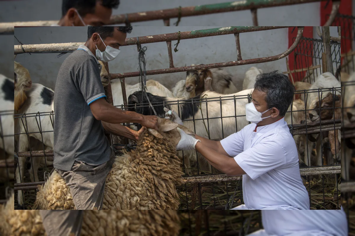 Pembagian Daging Kurban: Ketentuan, Aturan, dan Tata Cara