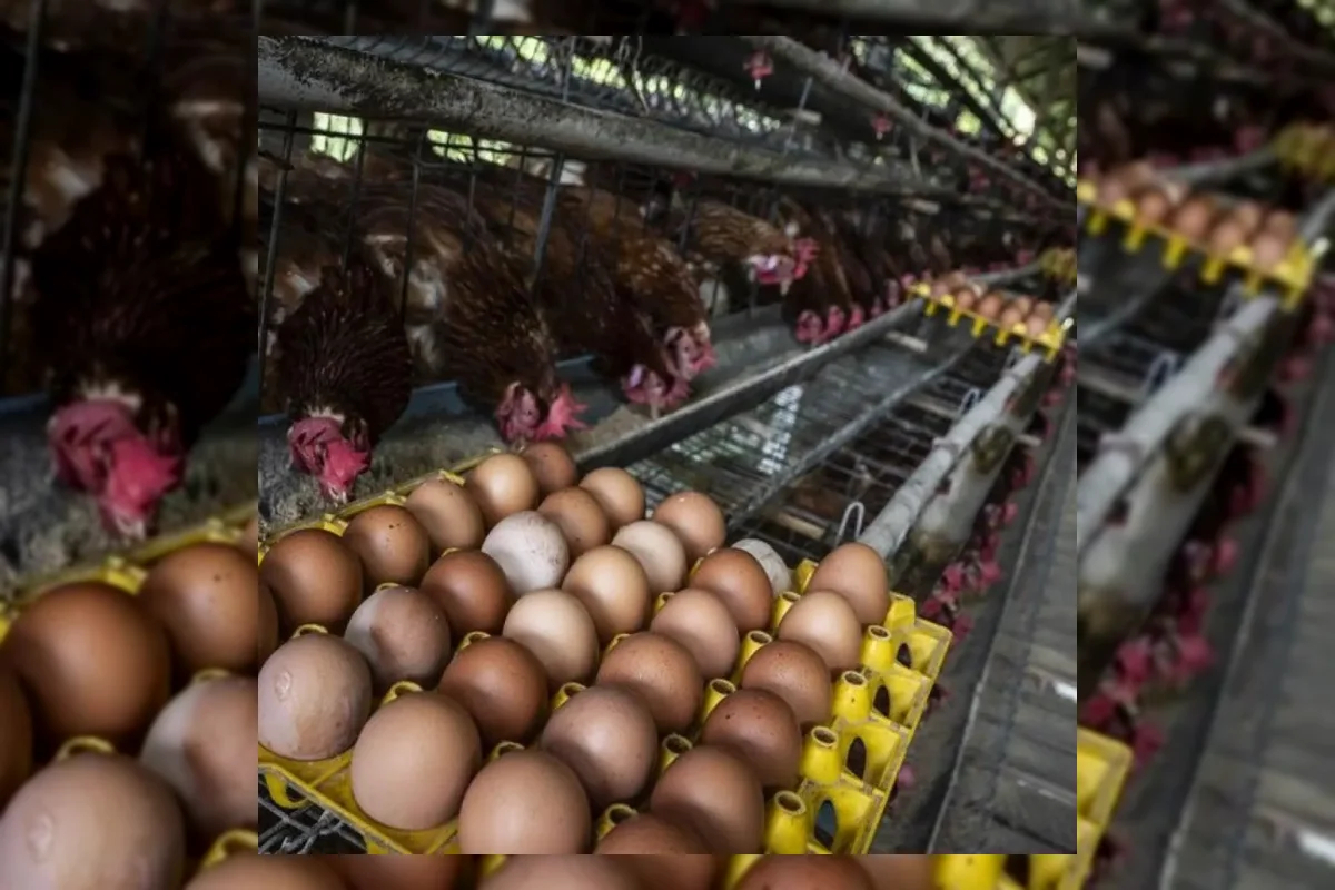 Bapanas Siapkan Bansos Ayam dan Telur untuk Atasi Harga Anjlok