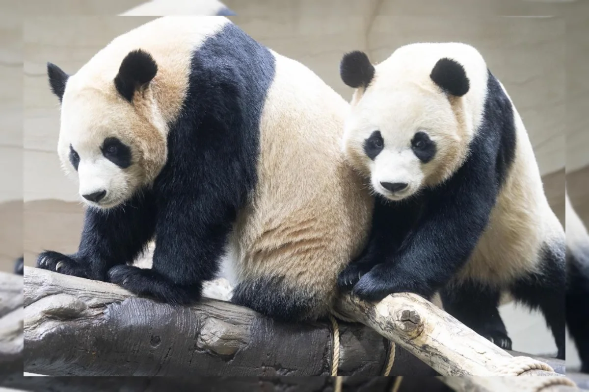 Panda Kembar Everland Jadi Pemandu Wisata Baru Korea