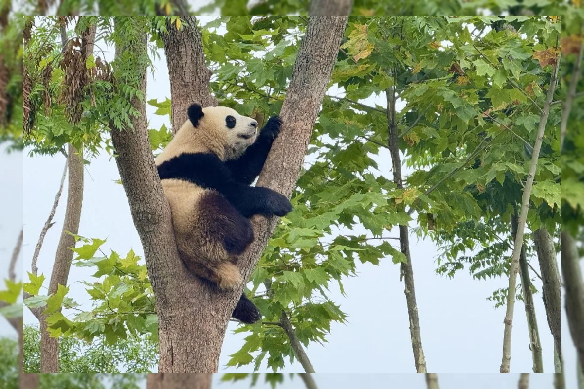 Chengdu: Kota Panda China yang Memadukan Konservasi dan Pariwisata