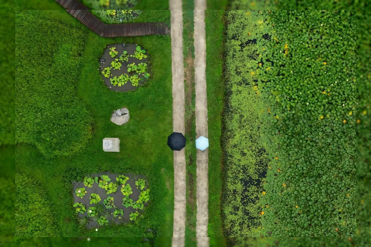 Chollipo Arboretum: Kebun Raya Pertama di Korea yang Membiarkan Tumbuhan Tumbuh Alami