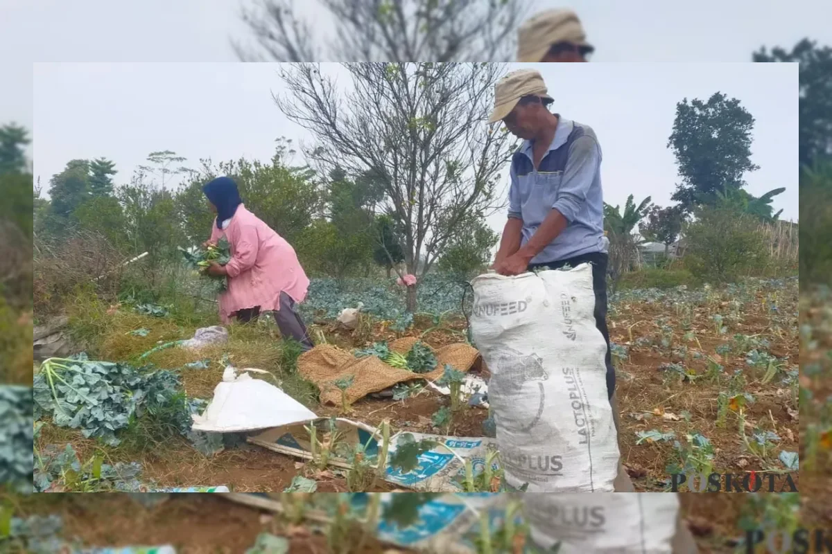 Harga Sayur Anjlok, Petani Bandung Terpaksa Beli Air demi Selamatkan Tanaman