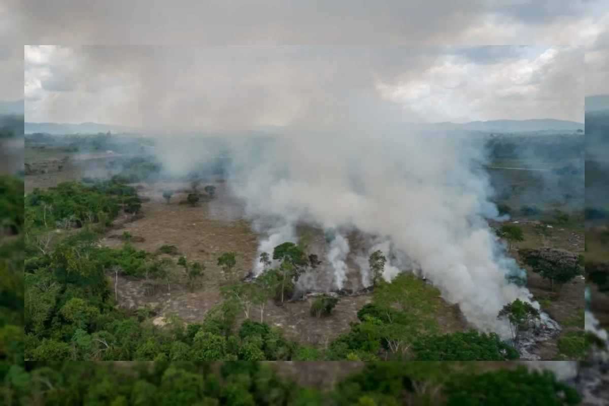 Deforestasi Amazon Turun Drastis, Terendah Sejak 1988