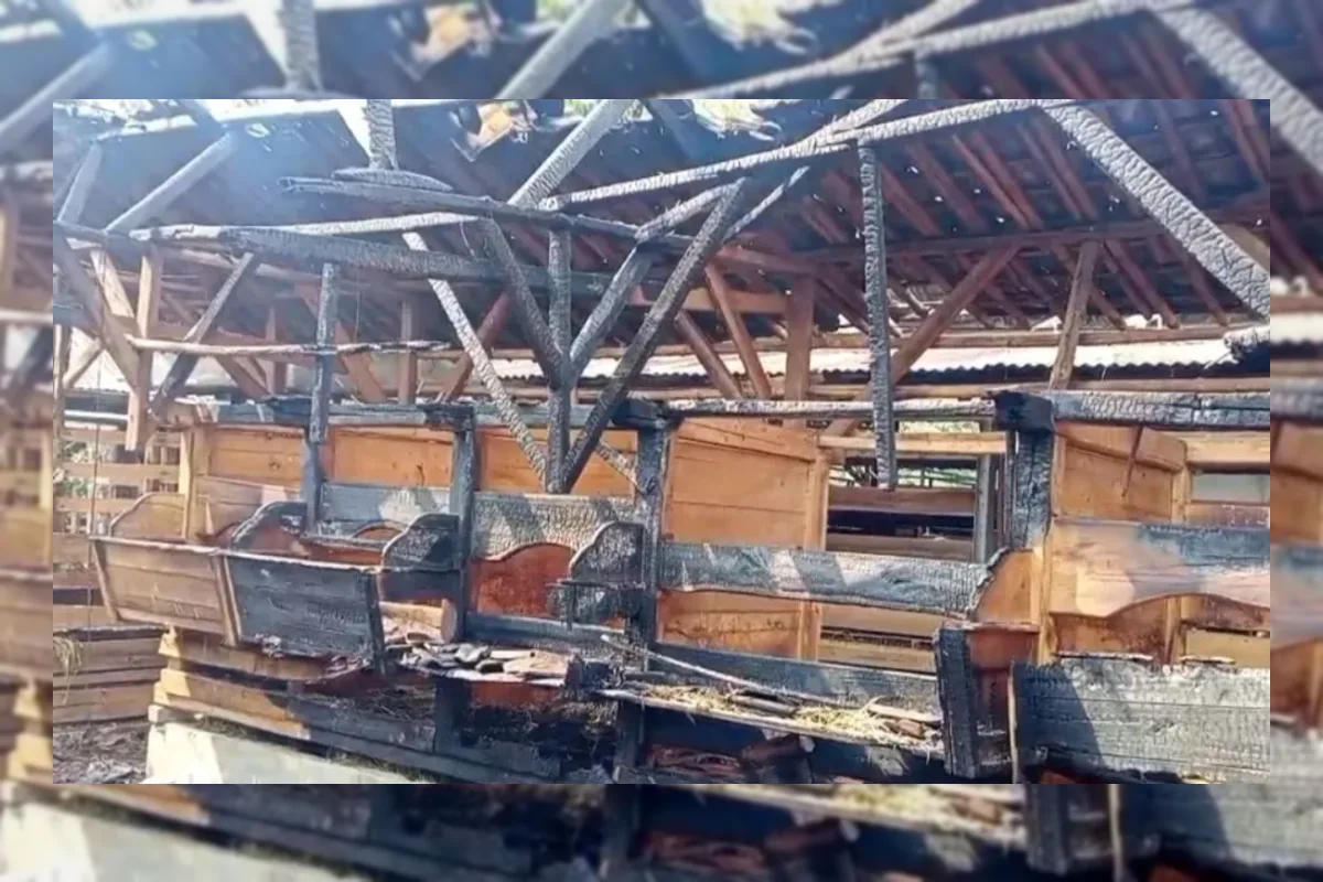 Kandang Kambing Terbakar di Pandeglang, 100 Ekor Mati dan Kerugian Capai Rp350 Juta