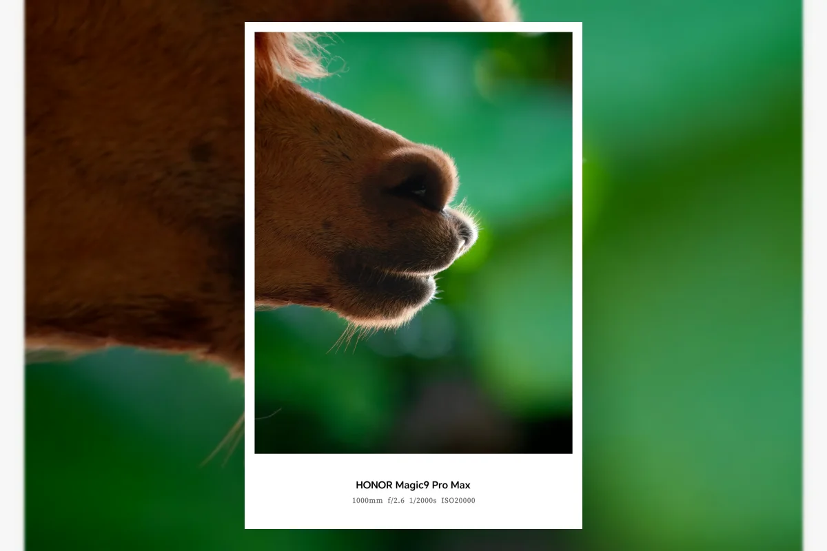 Contoh foto kamera Honor Magic 9 Pro Max dengan periskop dan konverter tele