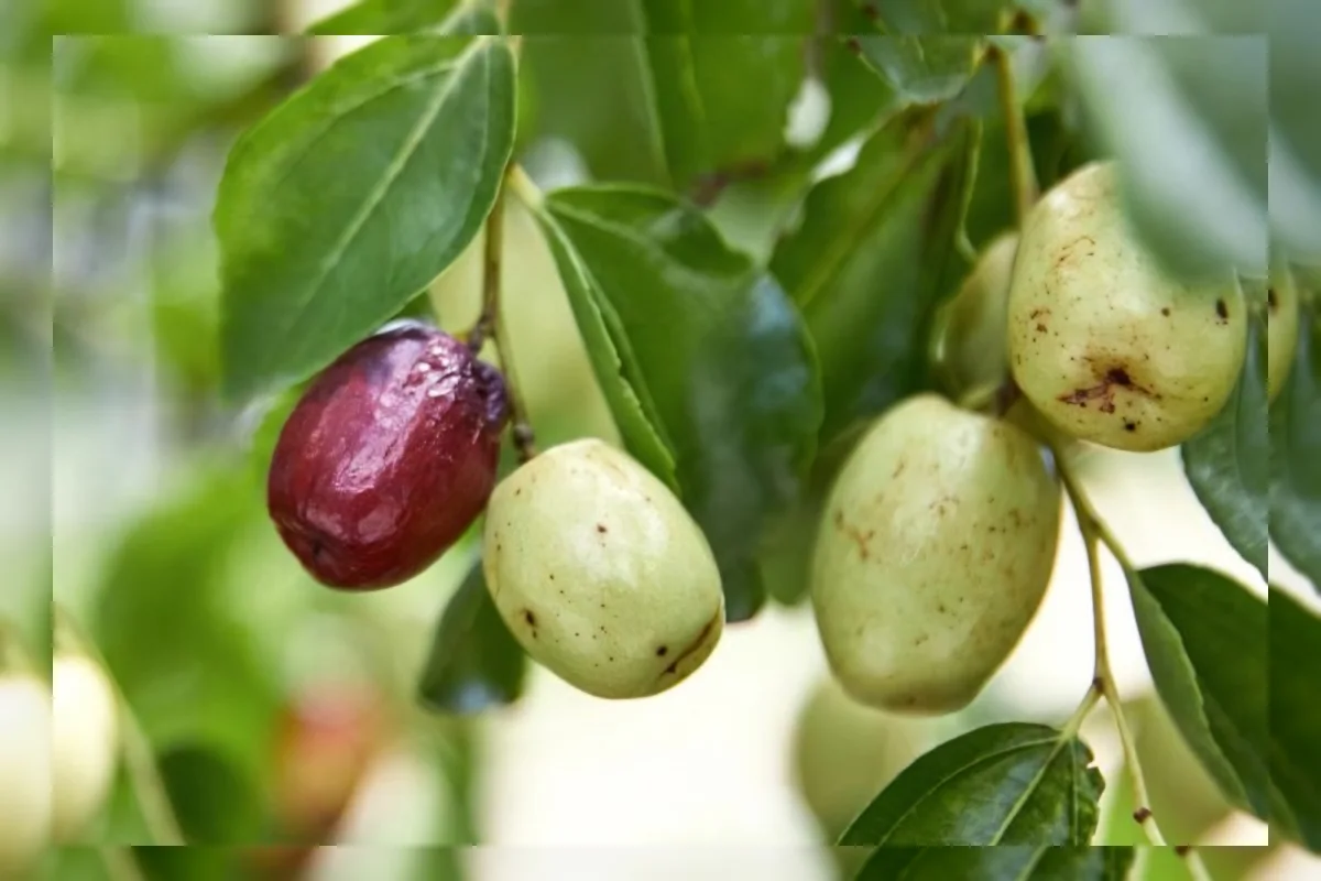 Kurma muda segar berwarna hijau kecokelatan sebagai camilan sehat kaya vitamin C dan serat