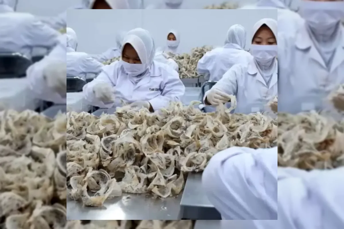Produk sarang burung walet premium Realfood Reserve