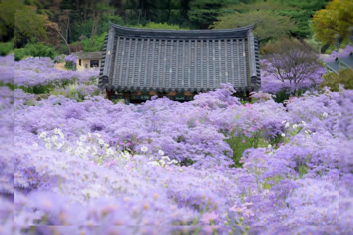 Bunga aster ungu bermekaran di sekitar patung Buddha di Bongcheon Temple, Mungyeong