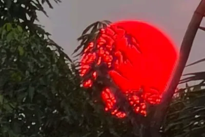 Fenomena Matahari Merah Pekat Muncul di Palangka Raya, BMKG Ungkap Fakta Ilmiah di Balik Kabut Asap Karhutla