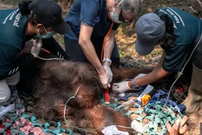 Akhir Tragis Orangutan Sampurna: Pingsan Akibat Kabut Asap Karhutla Ketapang, Upaya Penyelamatan Berujung Duka
