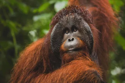 Dicurigai Tutupi Karhutla, Padahal Ini Alasan Sebenarnya Pencarian "Orangutan" Dibatasi di Instagram