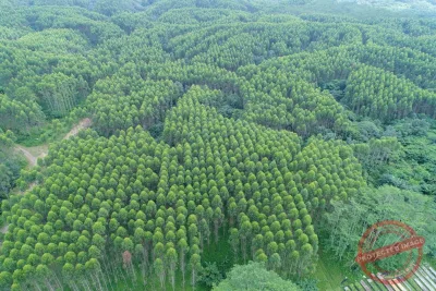 PT SBA Wood Industries Milik Siapa dan Lokasinya di Mana? Ini Profilnya