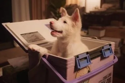 Sinopsis Gohan: Kisah Anjing Setia Menemani Sepi Manusia