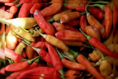 Harga Cabai Rawit Meroket, Petani Temanggung Raup Untung