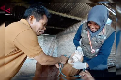 DKPP Kota Madiun Periksa dan Beri Vitamin Hewan Kurban Jelang Idul Adha