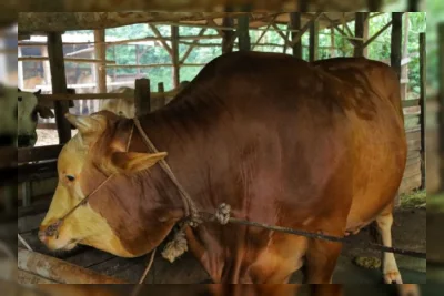 Riau Terima 14 Ekor Sapi Kurban Bantuan Presiden Prabowo Subianto