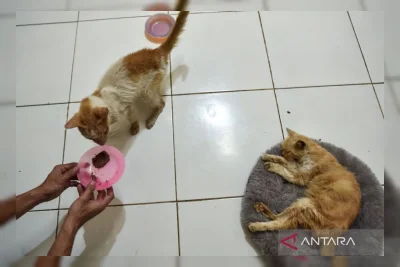 Riset Jepang: Aroma Makanan Pengaruhi Nafsu Makan Kucing