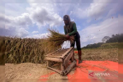 Panen Melimpah, Harga Gabah Membuncah, Petani Sumringah