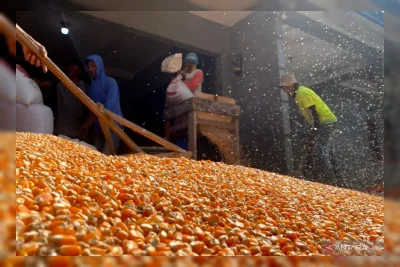 Petani Garut Raup Untung dari Jagung di Lahan Tadah Hujan