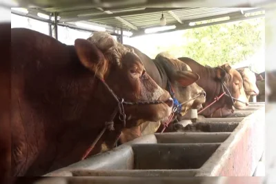 Peternak Bantul Berhasil Jual Sapi ke Presiden untuk Kurban