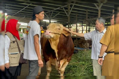 Sumsel Terima 18 Sapi Kurban Bantuan Presiden Prabowo