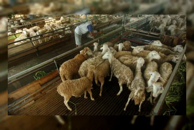 1 Ekor Kambing Berapa Kg Daging? Ini Cara Menghitungnya