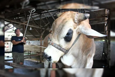 Cara Menghitung Daging Sapi Hidup: 1 Ekor Berapa Kg?