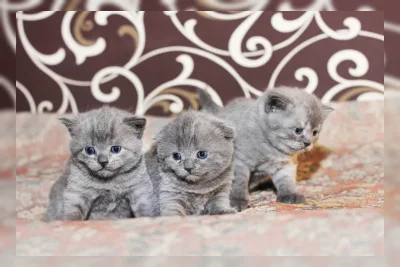 Ide Nama Anak Kucing Kembar 3 untuk Anabul Tersayang, dari Imut hingga Keren