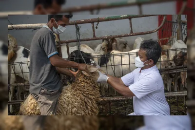 Pembagian Daging Kurban: Ketentuan, Aturan, dan Tata Cara