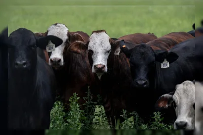Belatung Pemakan Daging Kembali Muncul di AS, Ancam Industri Sapi