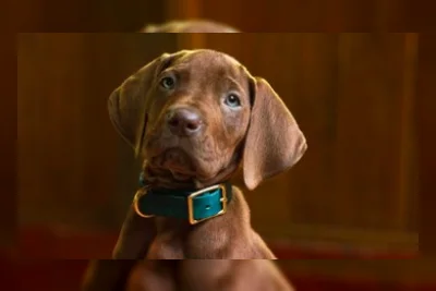 Serial Live Action Scooby-Doo Rilis Tampilan Perdana, Tayang 2027