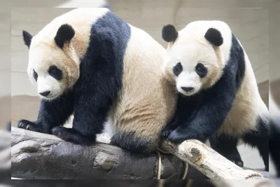 Panda Kembar Everland Jadi Pemandu Wisata Baru Korea
