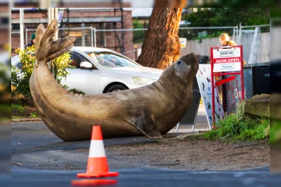 Fame Viral Berbahaya bagi Neil si Anjing Laut dan Penggemarnya di Tasmania