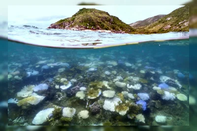Great Barrier Reef Kembali Hindari Status 'Terancam' dari UNESCO
