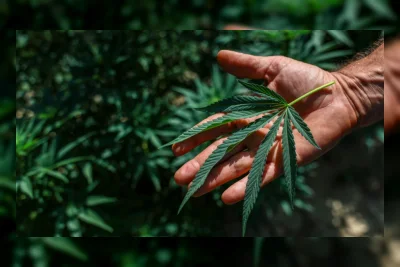 Bea Cukai dan BNN Gagalkan Penyelundupan 3,37 Ton Ganja dari Thailand
