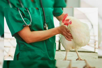 Australia Konfirmasi Total 6 Kasus Flu Burung H5 yang Mematikan