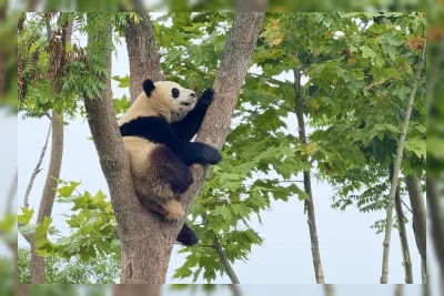 Chengdu: Kota Panda China yang Memadukan Konservasi dan Pariwisata