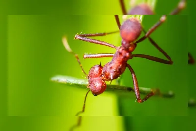 3 Cara Mengusir Semut Merah yang Ampuh dan Cepat