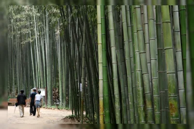 Hutan Perkotaan: Pendingin Alami yang Efektif Lawan Gelombang Panas di Korea