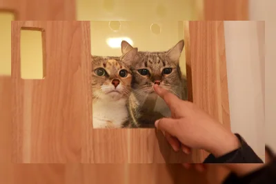 11 Bau yang Tak Disukai Kucing Liar, Banyak di Sekitar