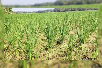 Kemarau Ancam Ratusan Hektare Sawah di Pandeglang, Dinas Pertanian Perkuat Mitigasi
