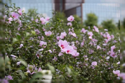 Seoul Botanic Park Gelar Pameran Bunga Raksasa untuk Hari Kemerdekaan