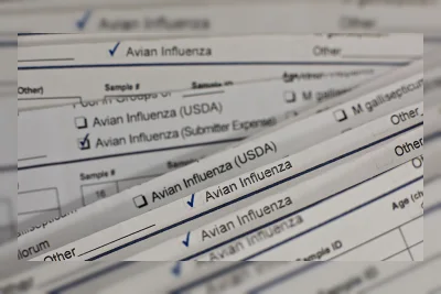 Australia Laporkan Kematian Massal Burung Laut akibat Flu Burung H5N1