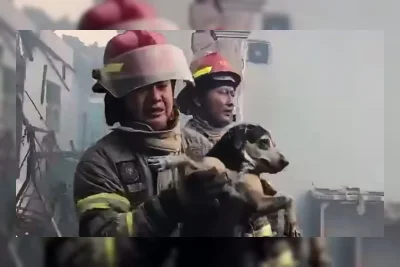 Anjing Selamat dari Kebakaran Rumah di Depok, Damkar Evakuasi