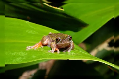 Katak Kopi Nokturnal Ditemukan di Kosta Rika