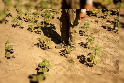 APJI: Sumur Bor dan Listrik Irigasi Jadi Stimulus Ideal Petani