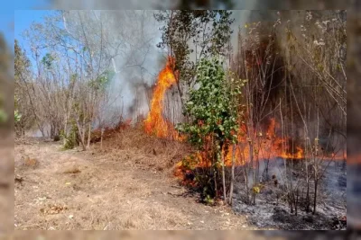 Karhutla Gunung Bromo Meluas hingga 550 Hektare, Warga Diminta Waspadai Dampak Asap bagi Kesehatan