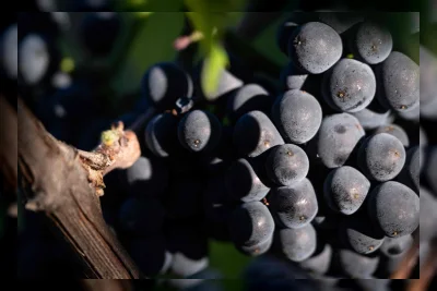 Panen Perdana Tercepat dalam Sejarah Champagne Prancis Setelah Gelombang Panas