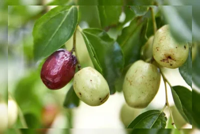 Manfaat Kurma Muda Segar: Vitamin C hingga Serat untuk Camilan Musim Gugur