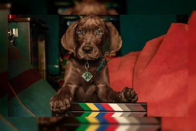 Scooby-Doo: Origins Bakal Tayang 2027, Ini Para Pemainnya